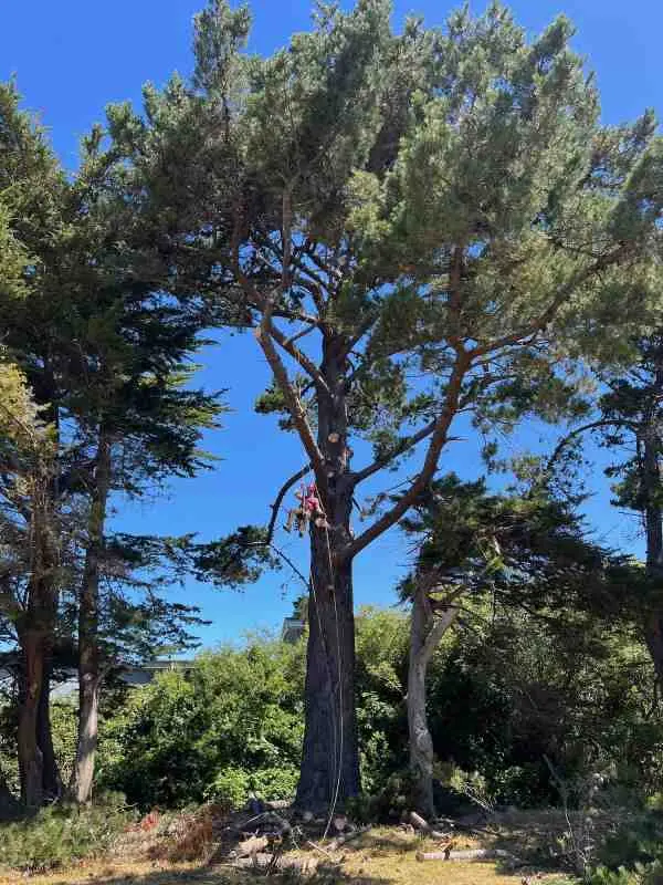 Tree removal project by Tilikum Tree Care in Curry County Oregon