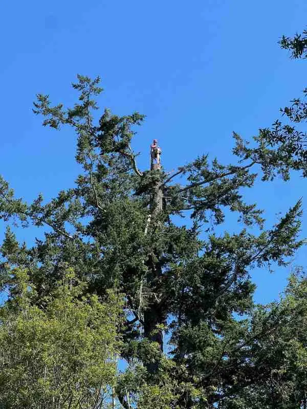 Tree removal project by Tilikum Tree Care in Curry County Oregon