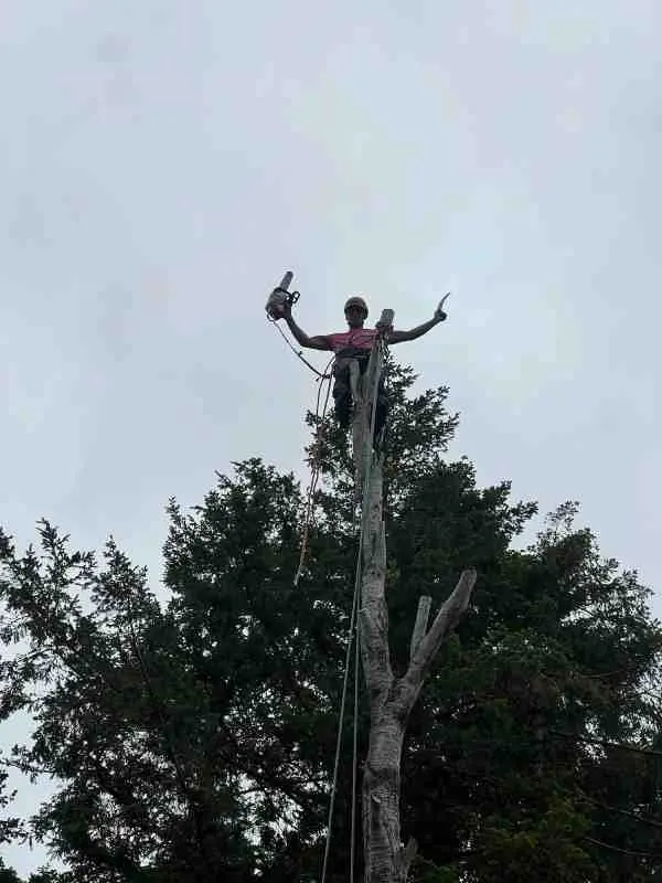 Tree removal project by Tilikum Tree Care in Curry County Oregon