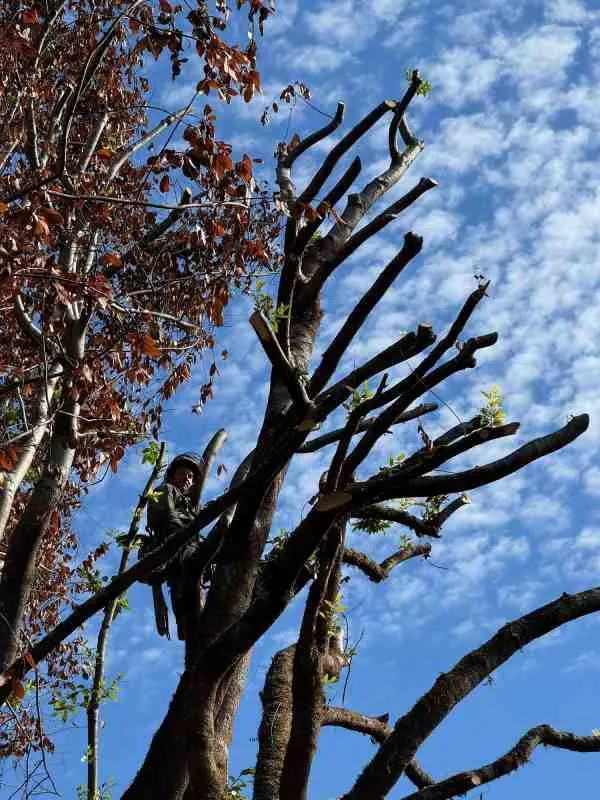 Tree removal project by Tilikum Tree Care in Curry County Oregon