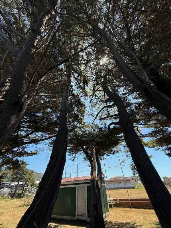 Tree removal project by Tilikum Tree Care in Curry County Oregon