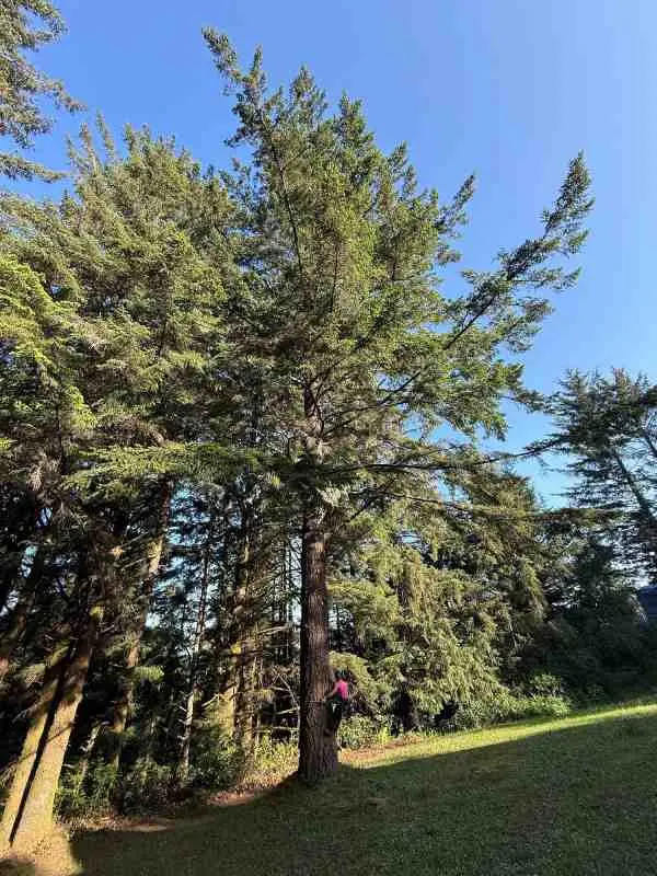 Tree removal project by Tilikum Tree Care in Curry County Oregon