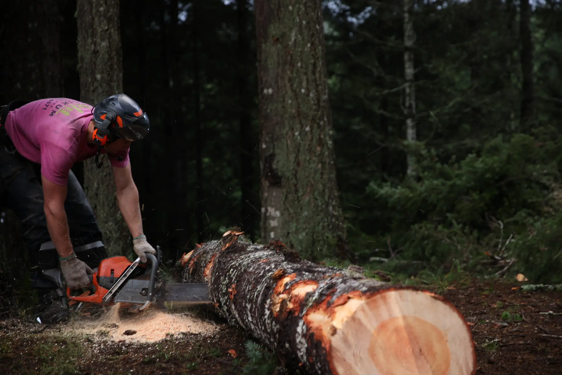 Tree care crew by Tilikum Tree Care in Curry County Oregon