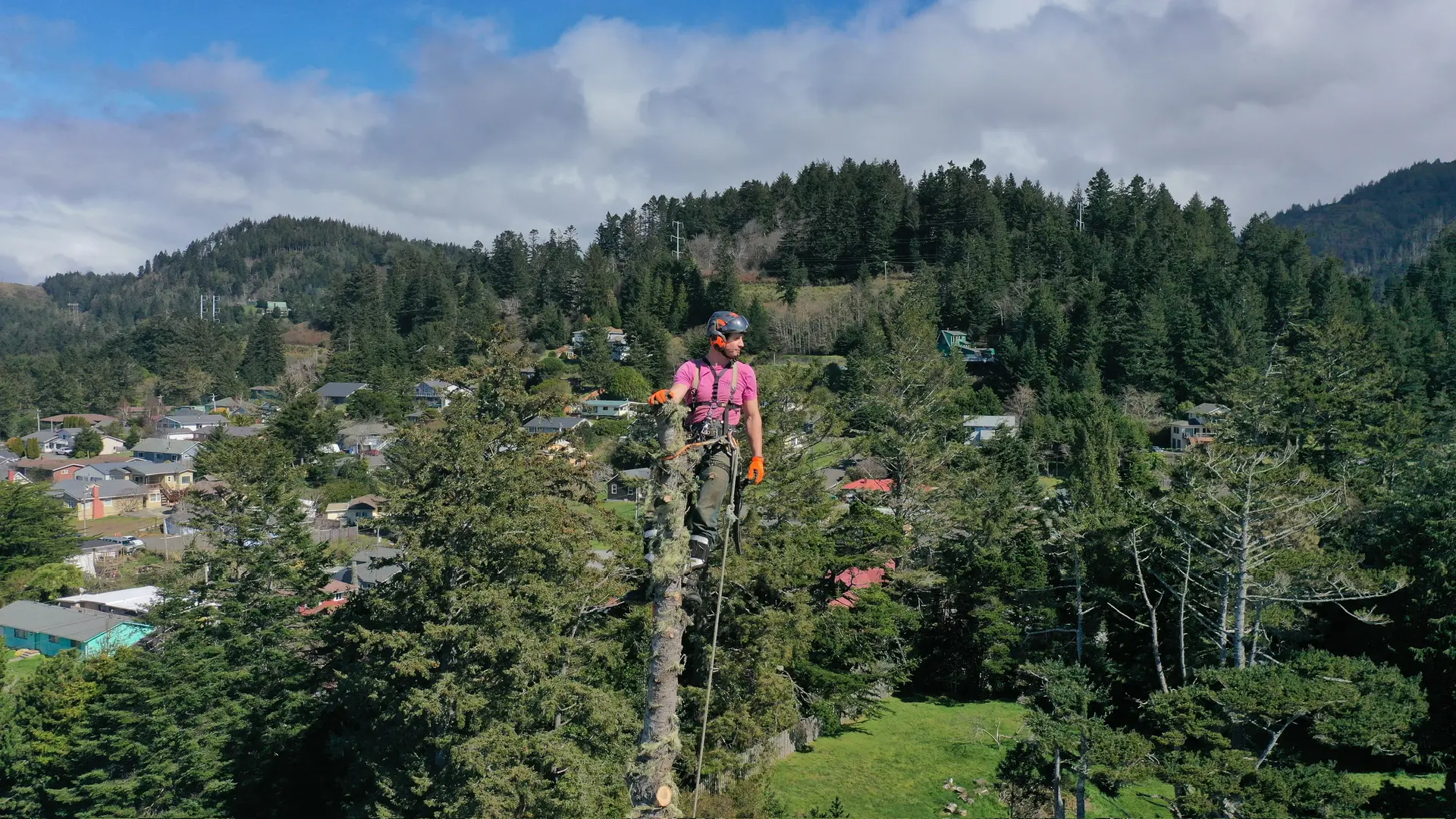 Tilikum Tree Care arborist secured to tree trunk overlooking residential area, Southern Oregon Coast
