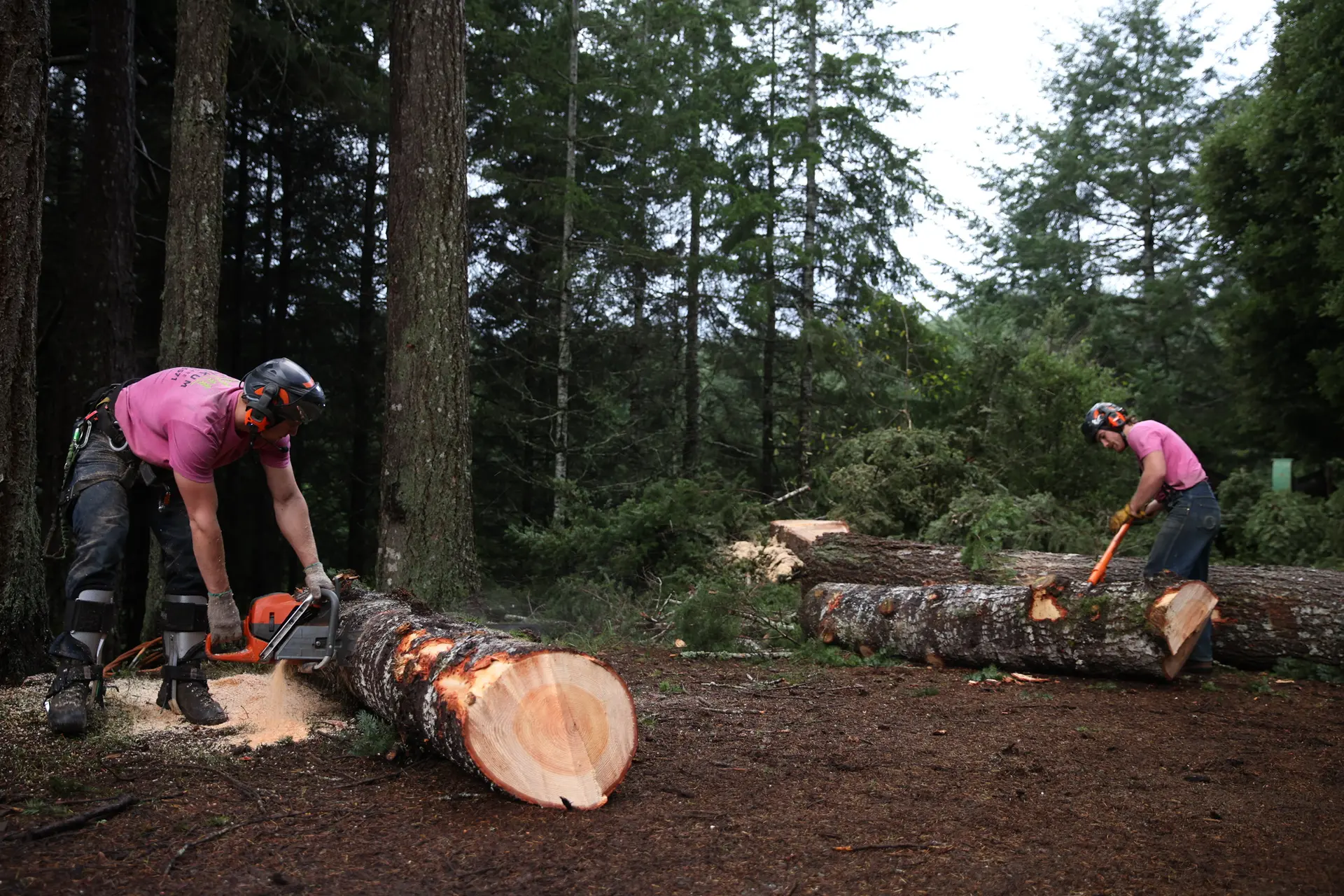 Two arborists in pink shirts processing felled trees in a dense forest with chainsaw and axe